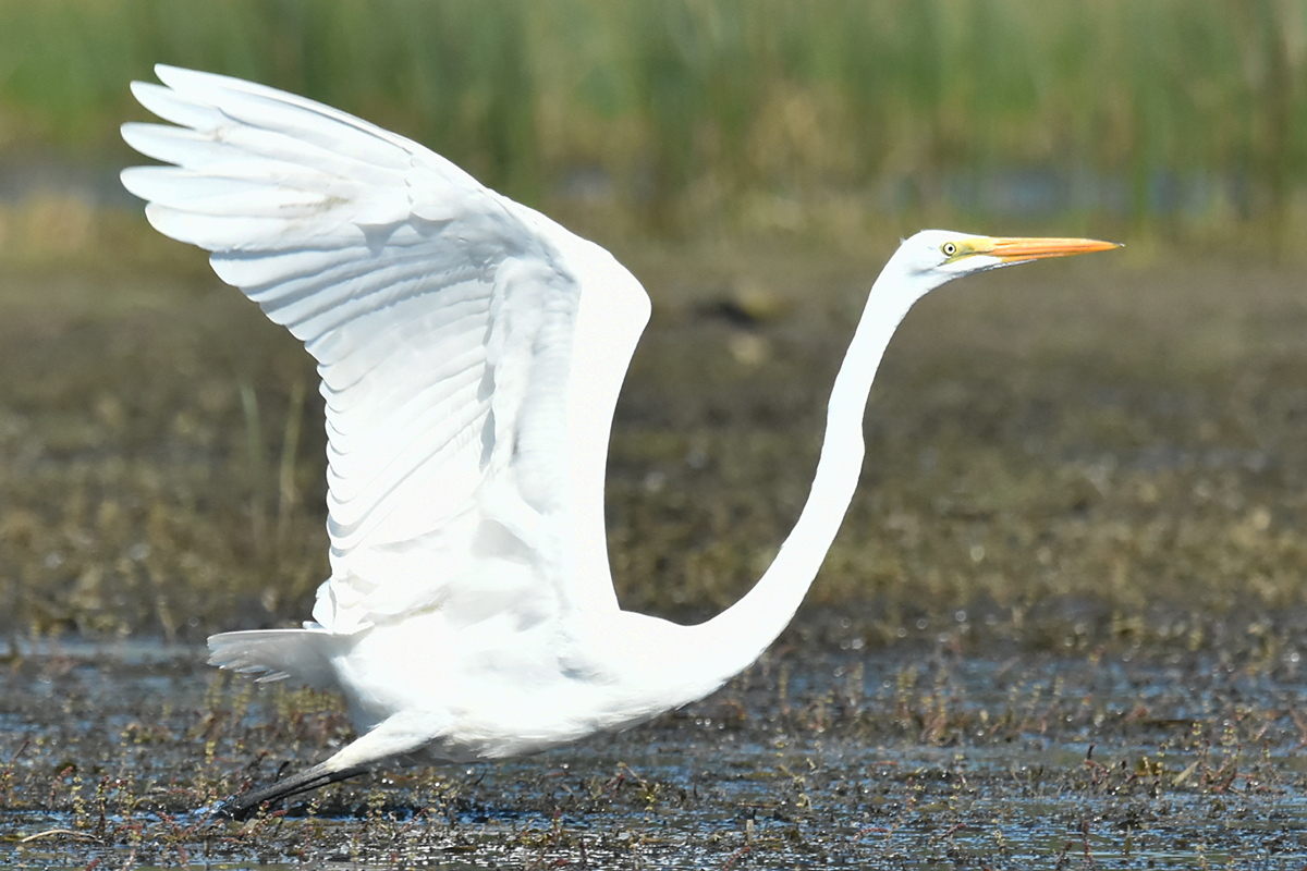 Little Otter Creek 14