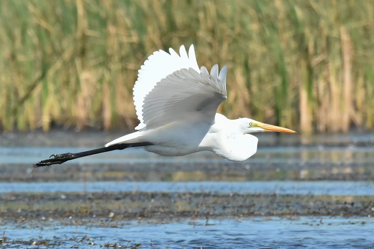 Little Otter Creek 15