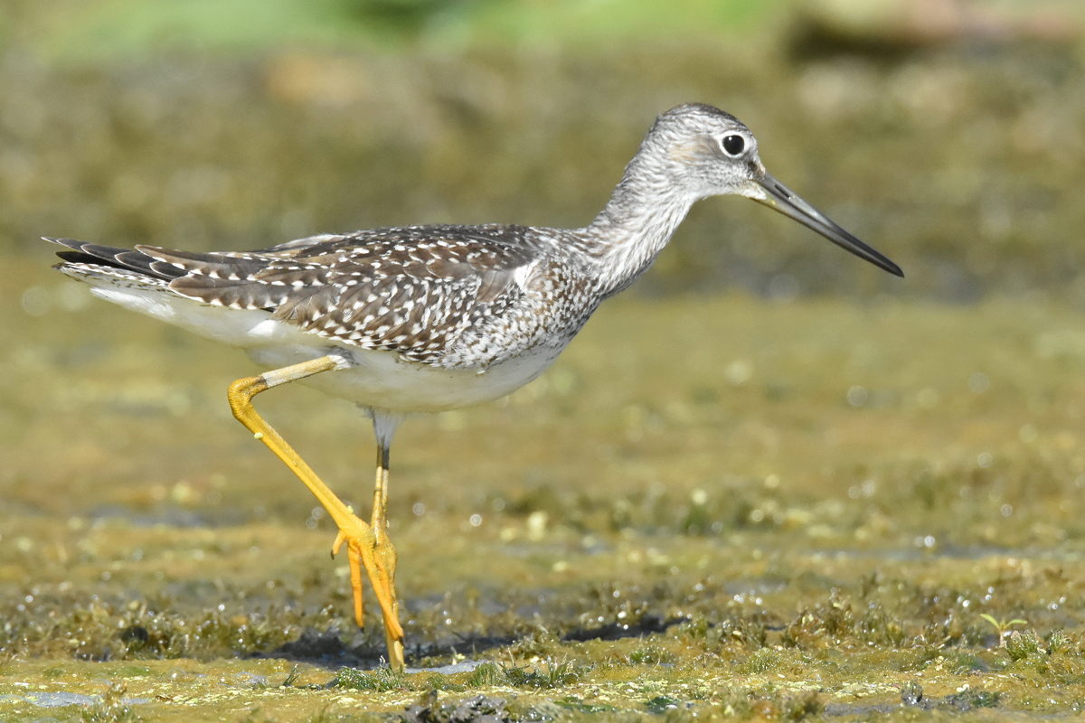 Little Otter Creek 17