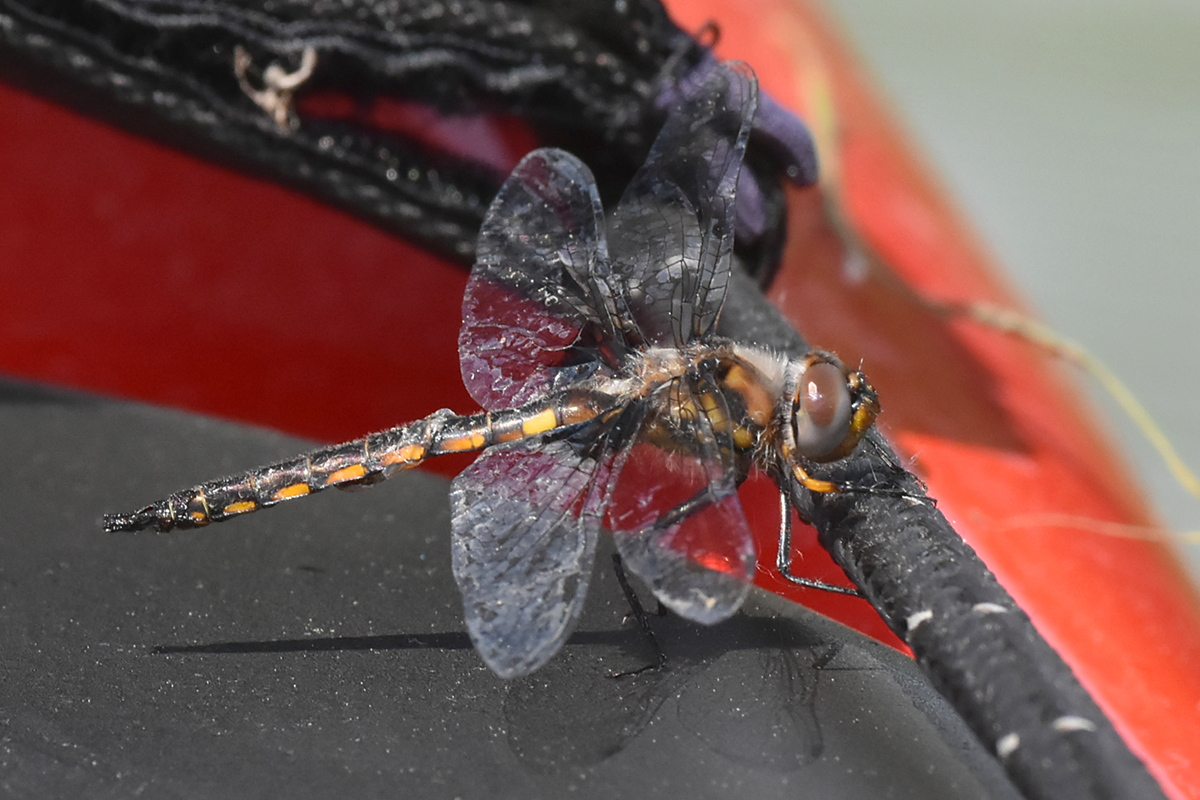 Memorial Day Weekend at Crown Point 20