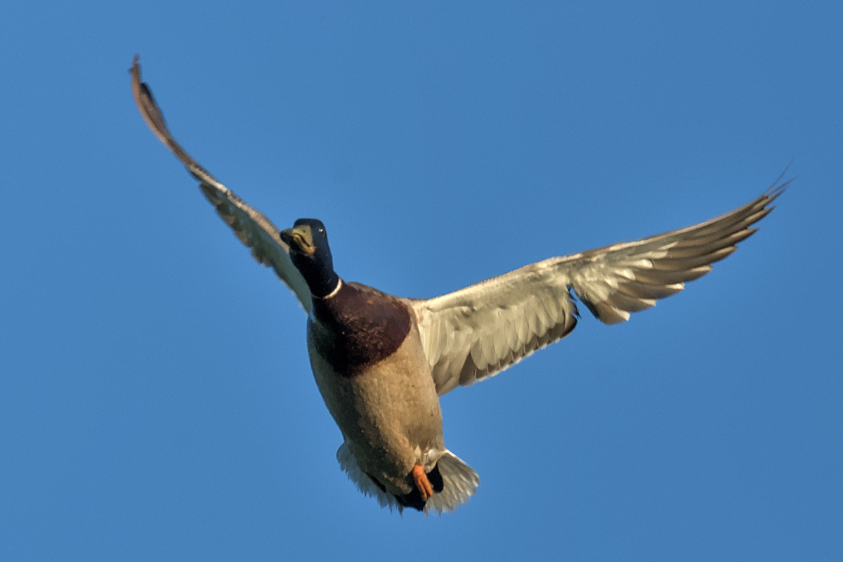 Early Mohawk Morning 02