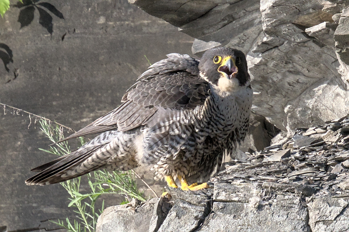 Early Mohawk Morning 07