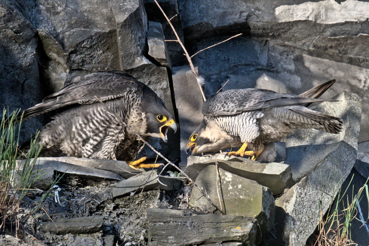 Early Mohawk Morning 08