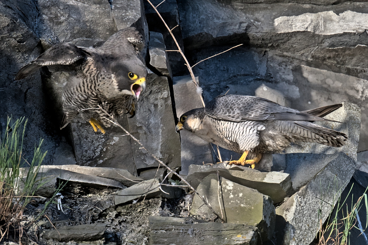 Early Mohawk Morning 09