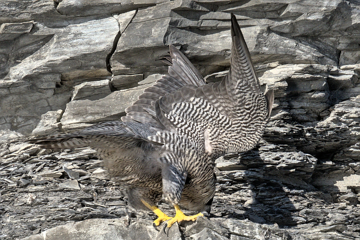 Early Mohawk Morning 11