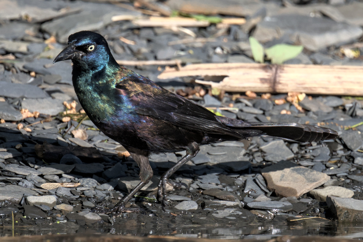 Early Mohawk Morning 12