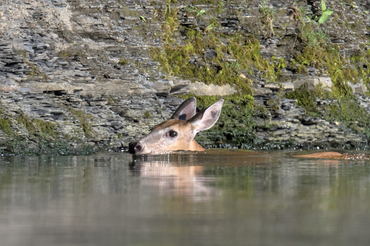 Early Mohawk Morning 14
