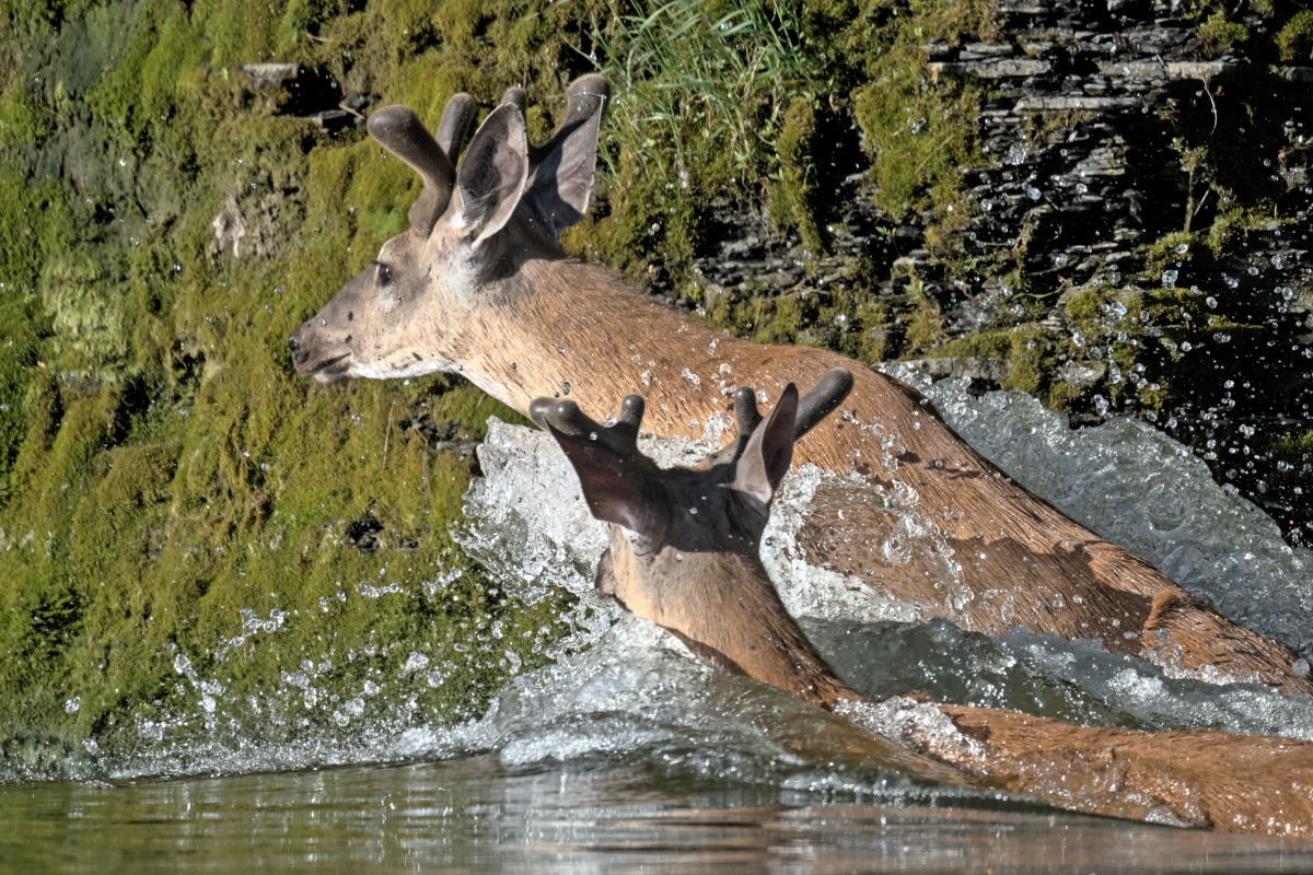 Early Mohawk Morning 17