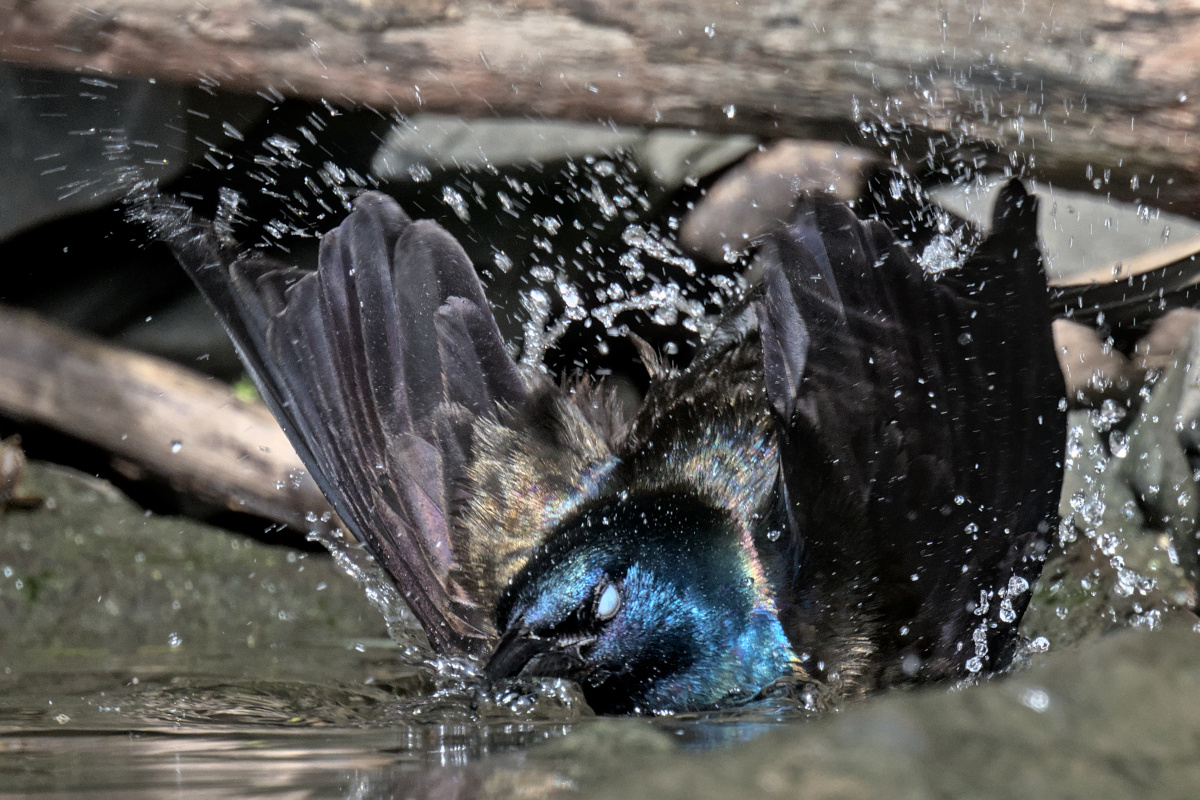 Early Mohawk Morning 20