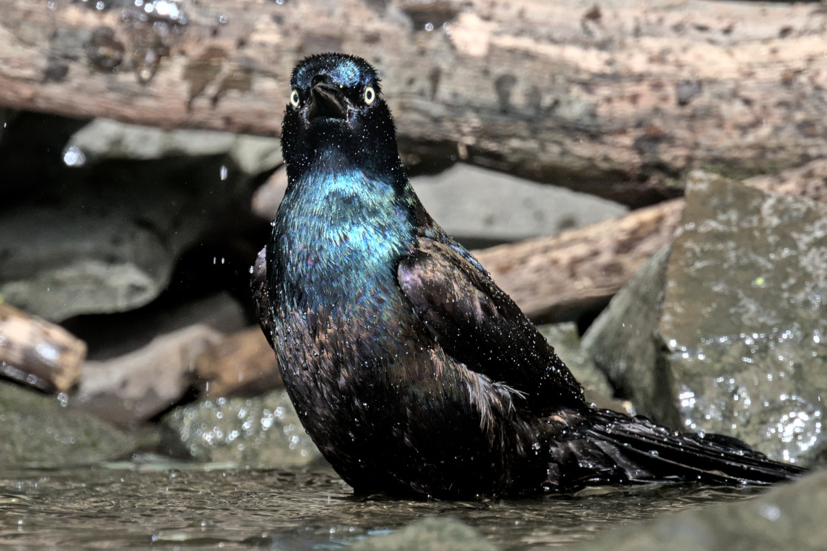 Early Mohawk Morning 21