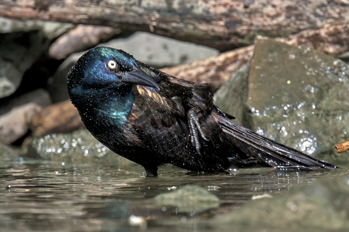 Early Mohawk Morning 24