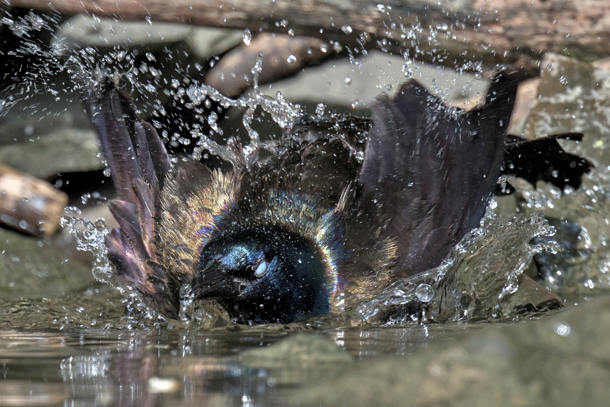 Early Mohawk Morning 25