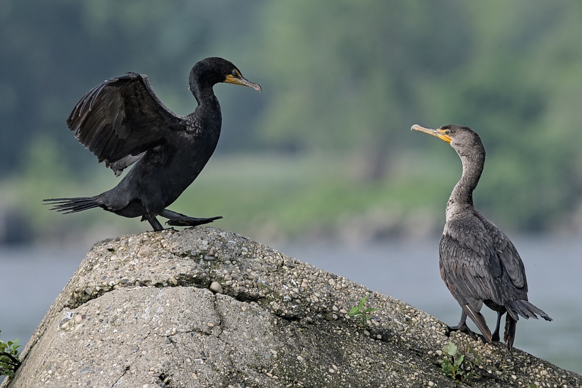 Summer Mornings on the Hudson 14