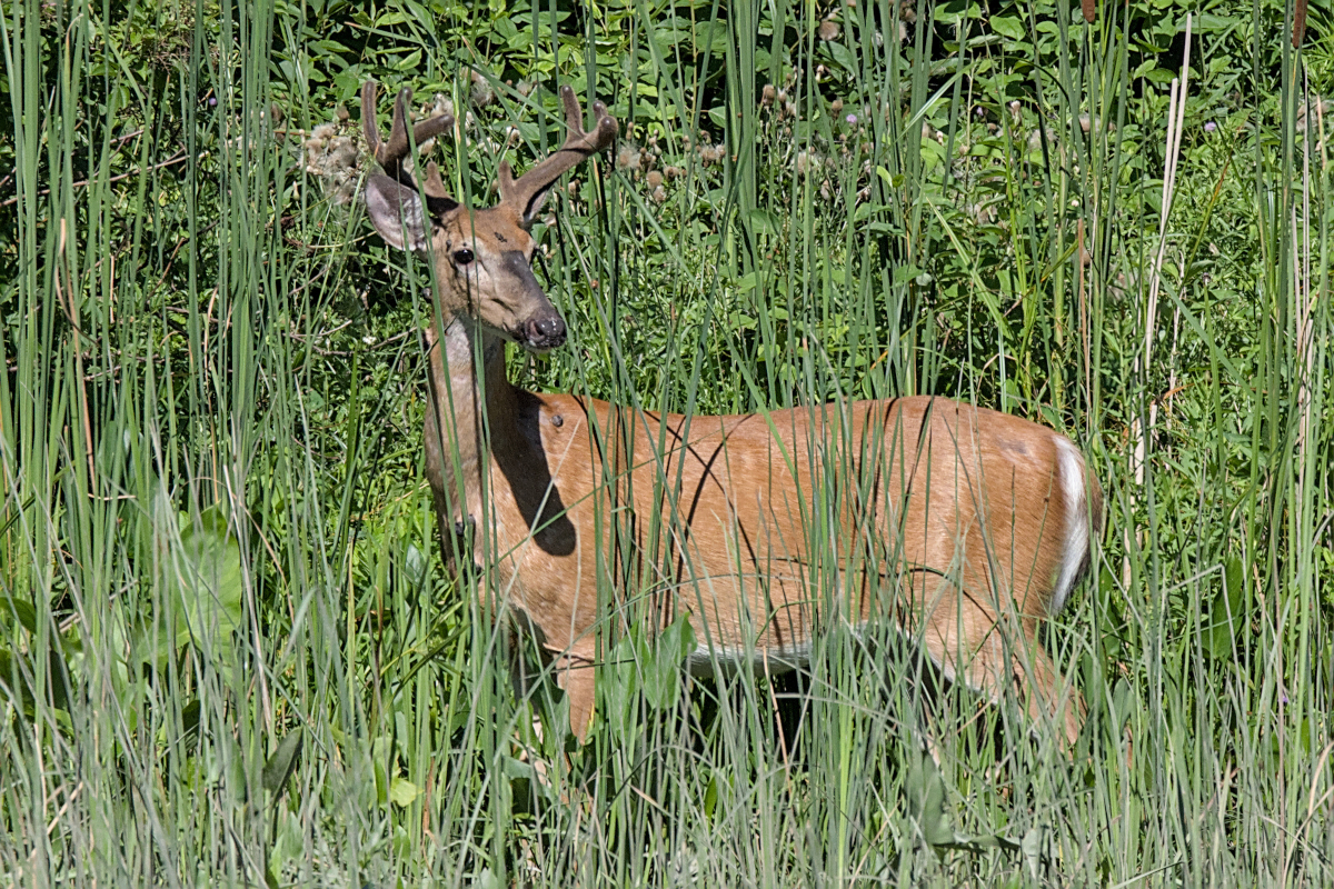 Summer Mornings on the Hudson 17