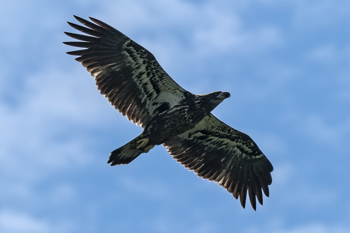 Summer Mornings on the Hudson 21