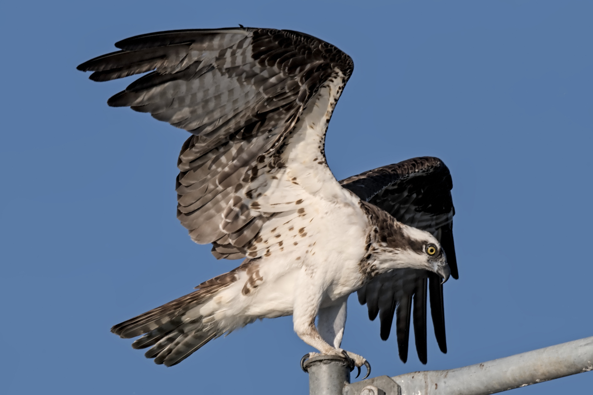 Summer Mornings on the Hudson 23