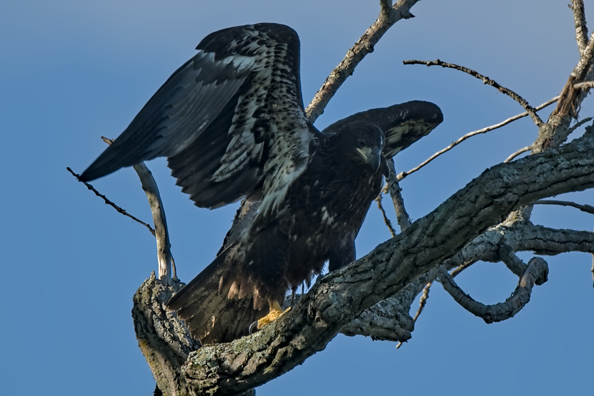 Summer Mornings on the Hudson 24