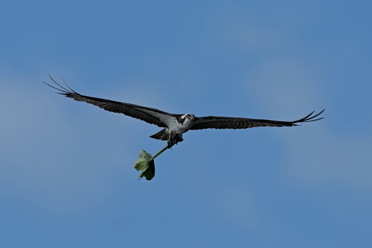 Summer Mornings on the Hudson 26