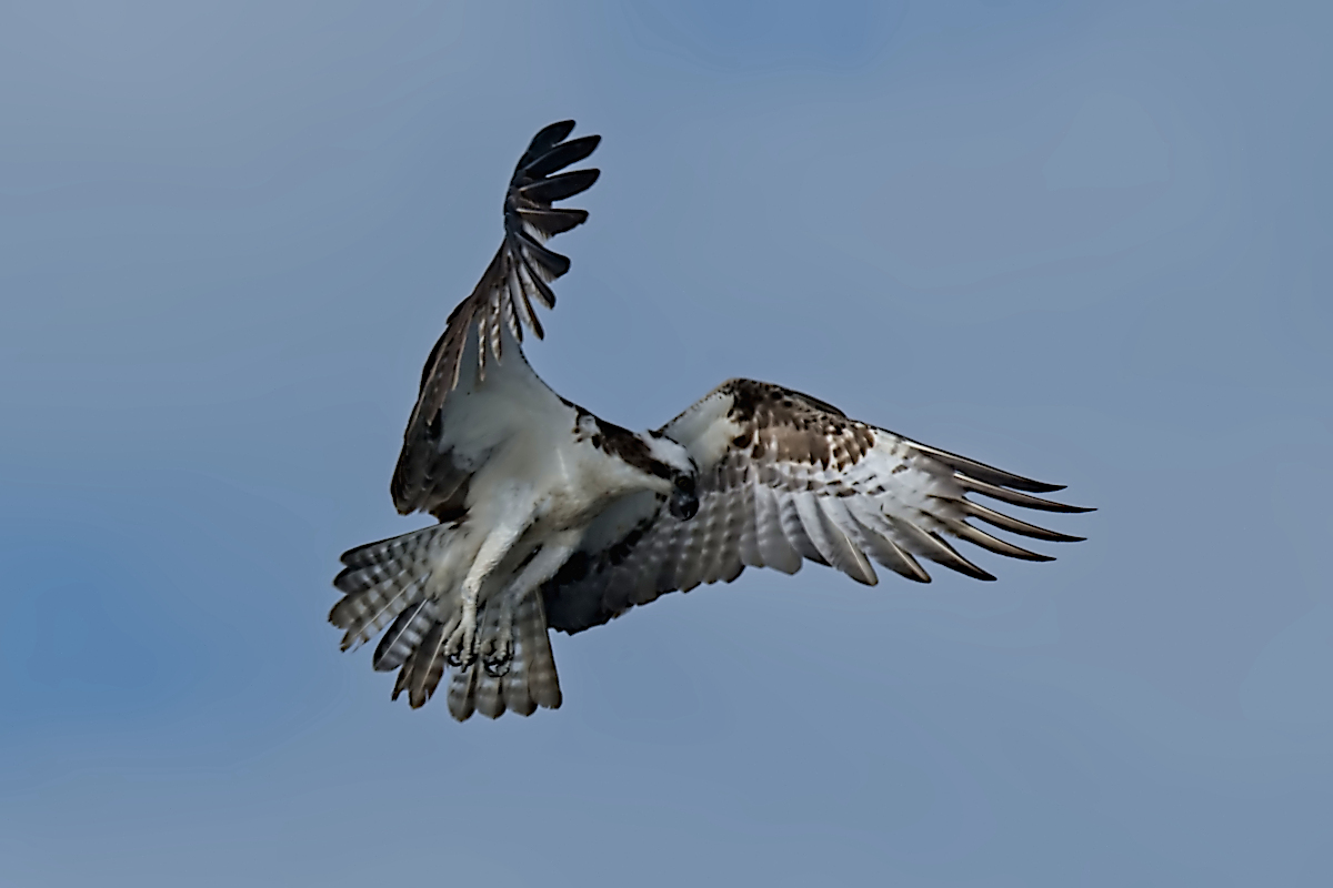 Summer Mornings on the Hudson 28