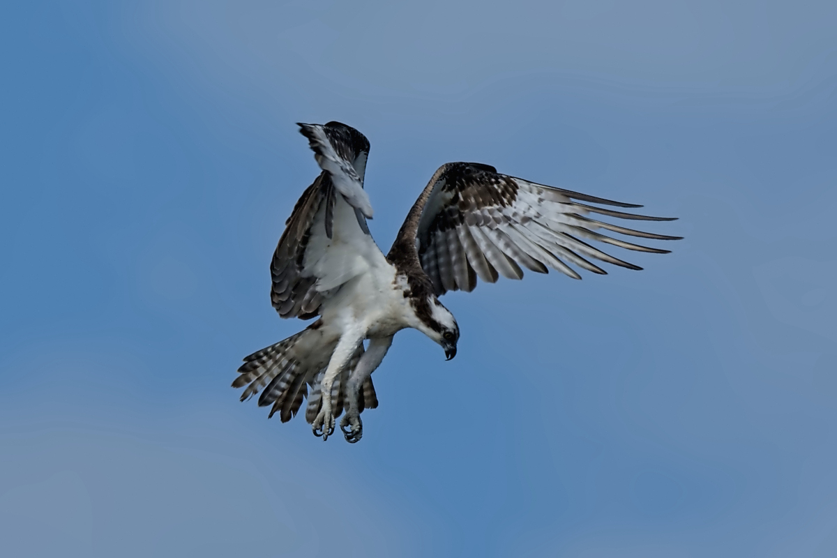 Summer Mornings on the Hudson 29