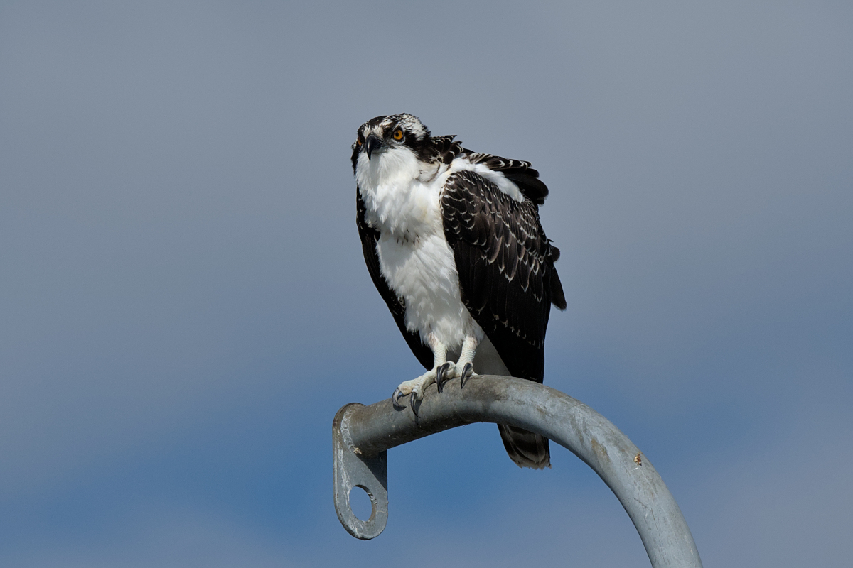 Summer Mornings on the Hudson 31