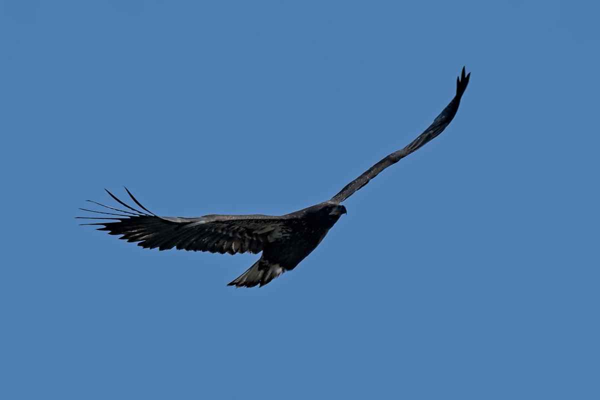 Summer Mornings on the Hudson 32