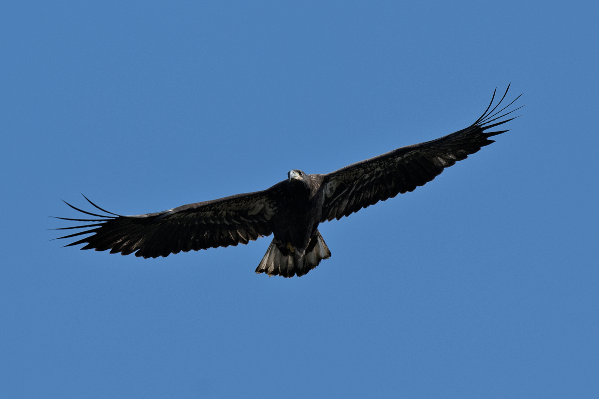 Summer Mornings on the Hudson 33