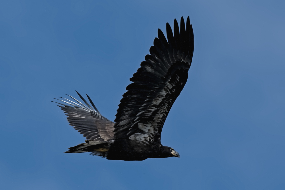 Summer Mornings on the Hudson 34