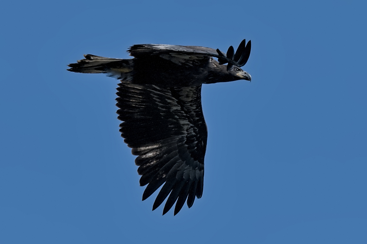 Summer Mornings on the Hudson 35