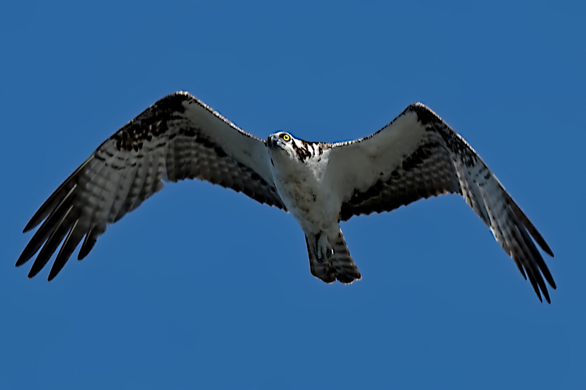 Summer Mornings on the Hudson 36