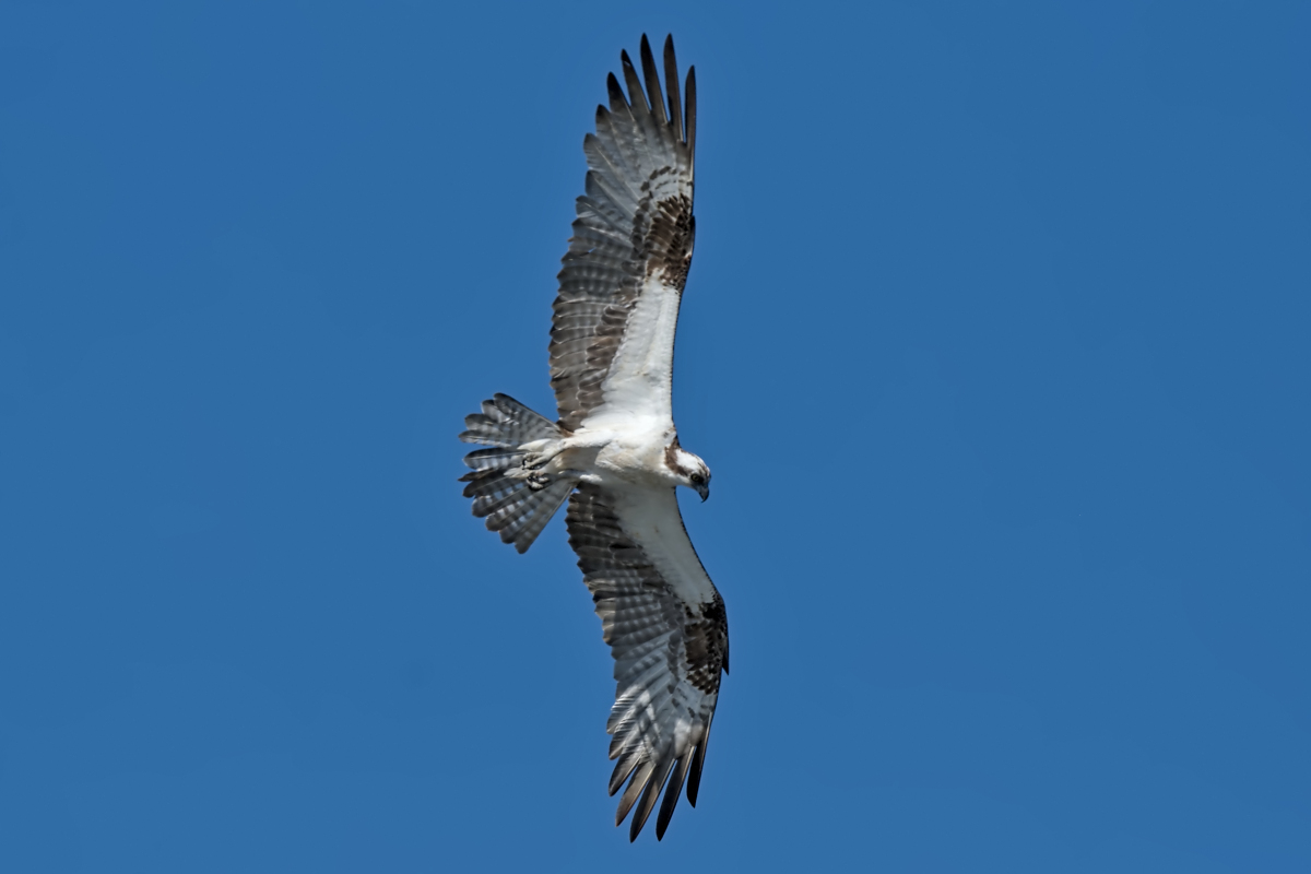 Summer Mornings on the Hudson 37