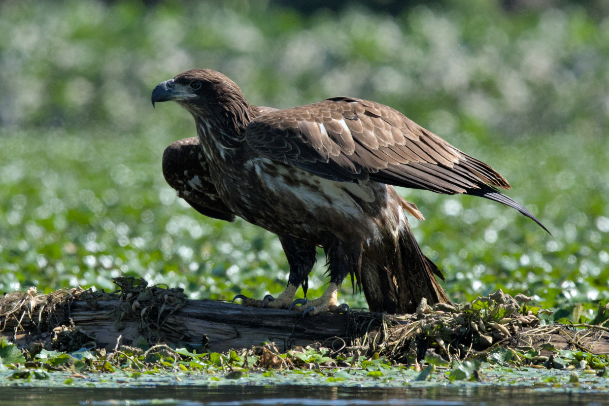 Summer Mornings on the Hudson 39