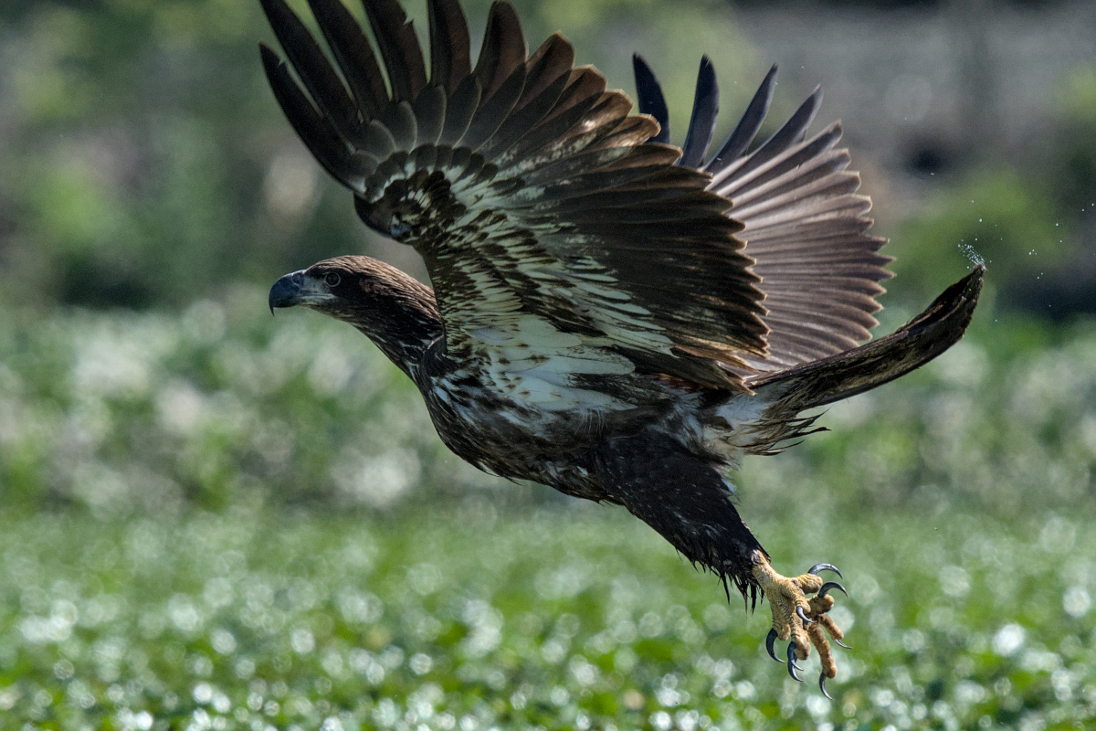 Summer Mornings on the Hudson 40