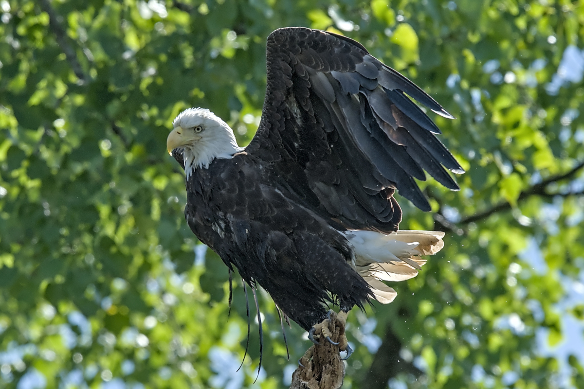 Summer Mornings on the Hudson 42