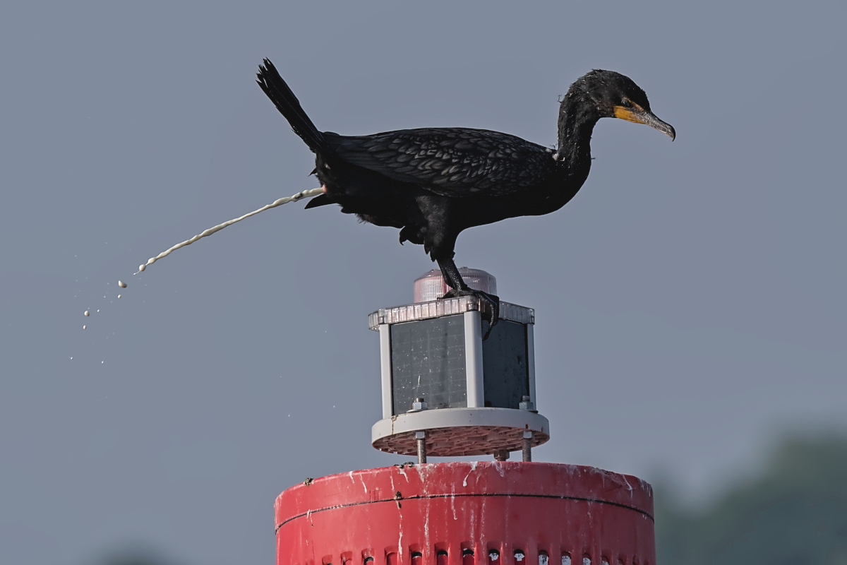 Summer Mornings on the Hudson 45