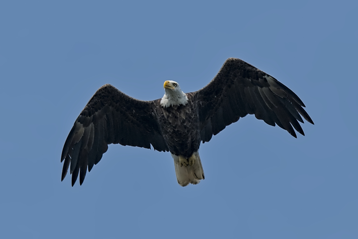 Summer Mornings on the Hudson 47
