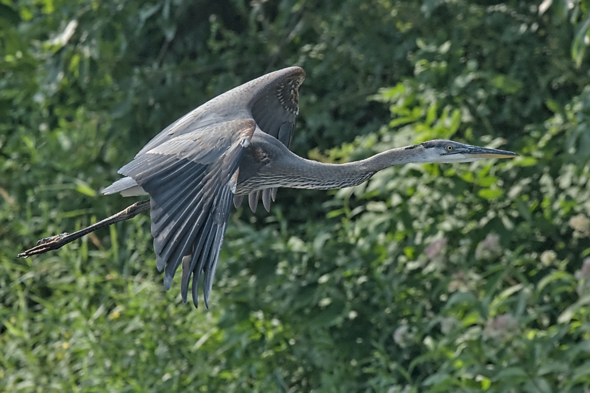 Summer Mornings on the Hudson 48