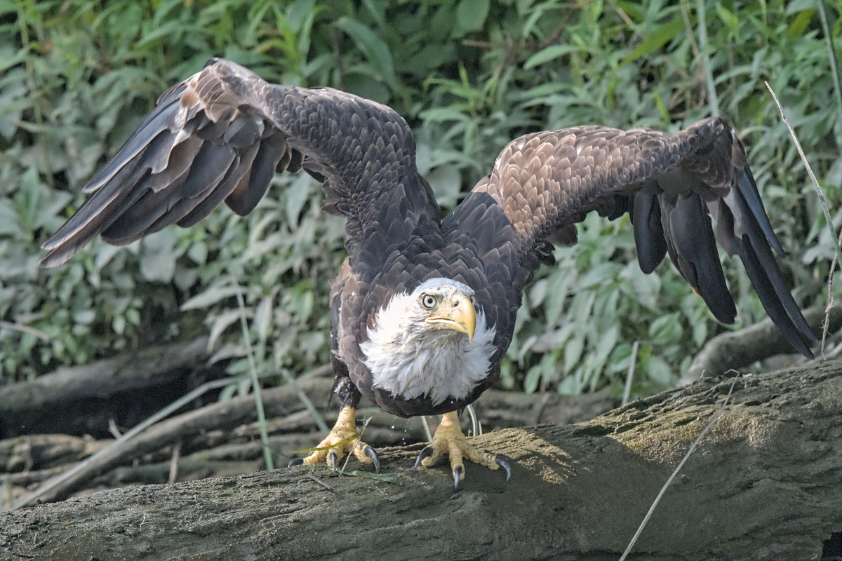 Summer Mornings on the Hudson 50