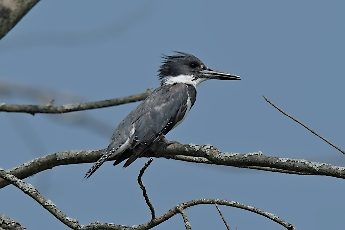 Summer Mornings on the Hudson 52