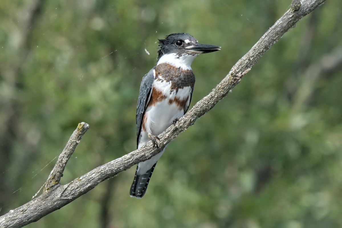 Summer Mornings on the Hudson 53