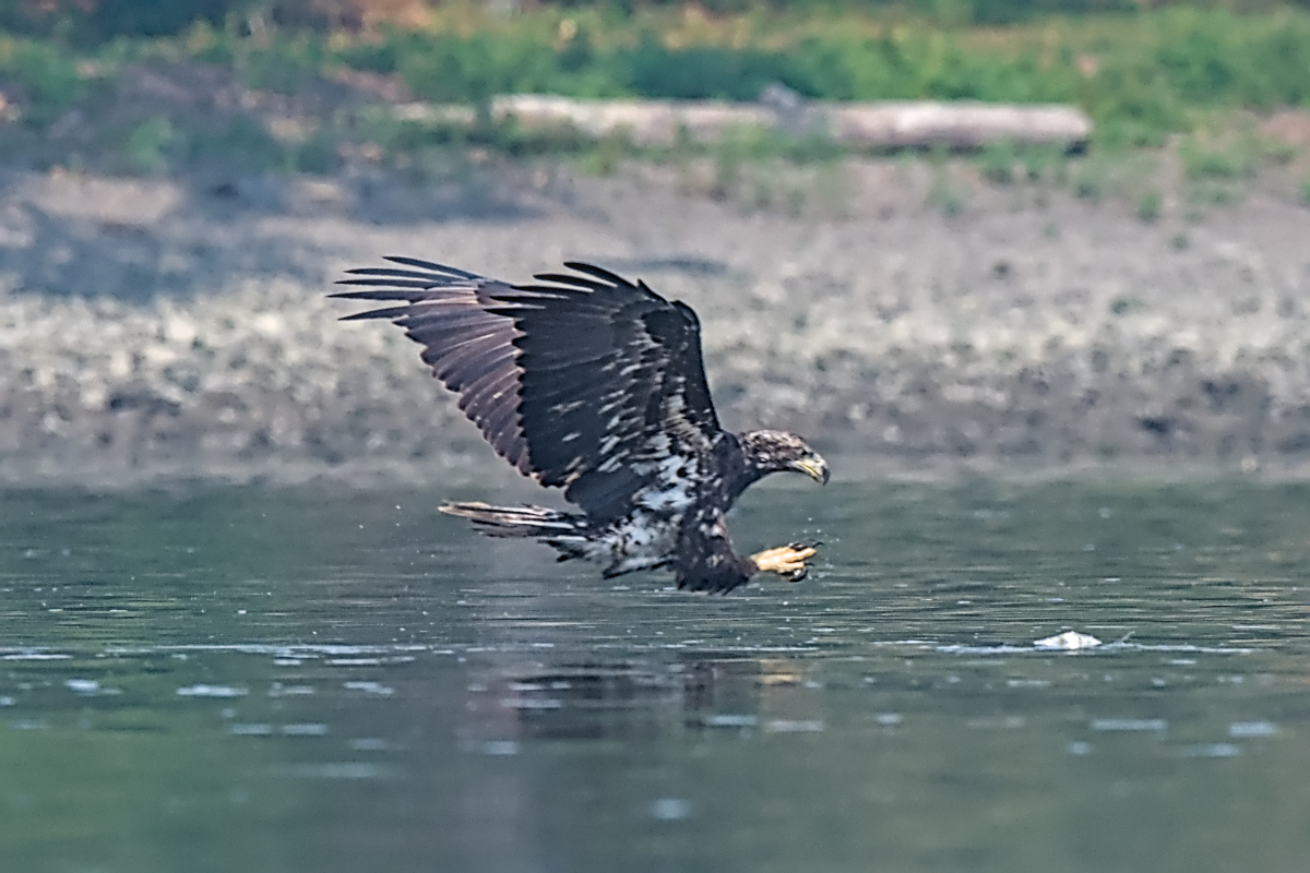 Summer Mornings on the Hudson 55