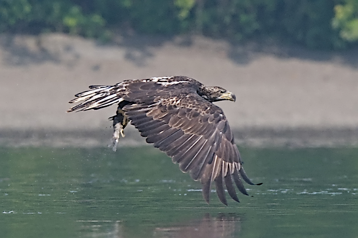 Summer Mornings on the Hudson 56