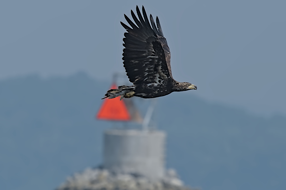 Summer Mornings on the Hudson 57