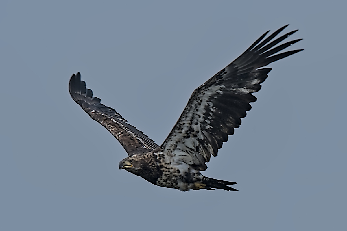 Summer Mornings on the Hudson 58