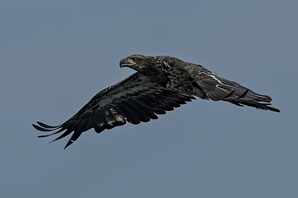 Summer Mornings on the Hudson 59