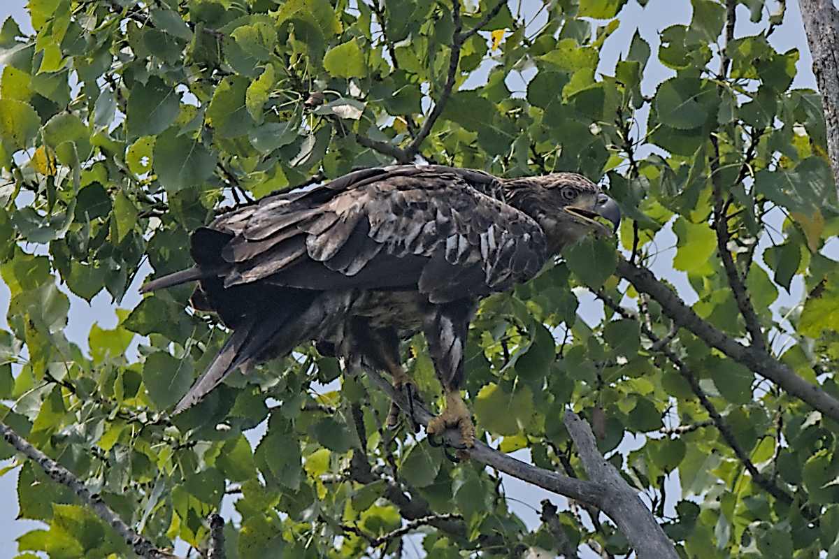 Summer Mornings on the Hudson 60