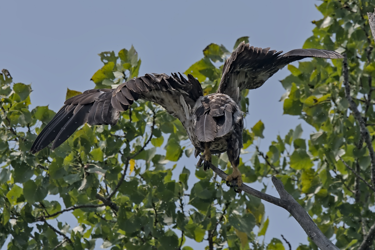 Summer Mornings on the Hudson 61