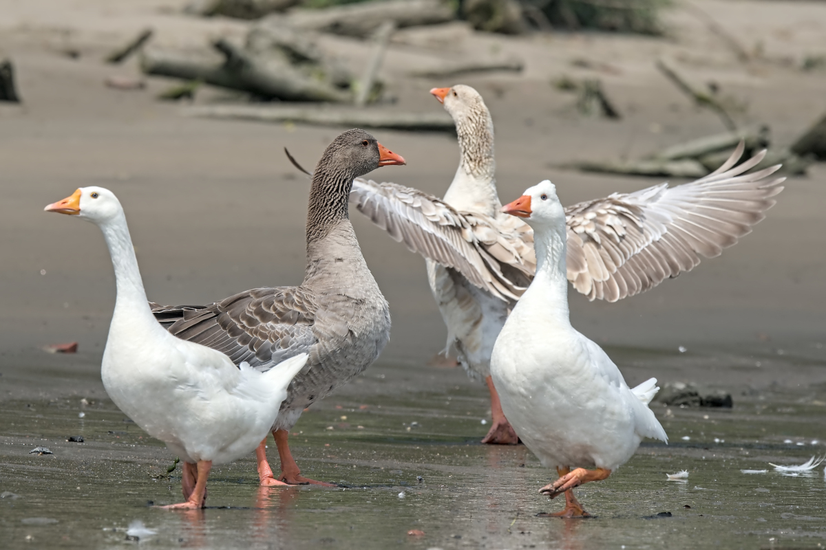 Summer Mornings on the Hudson 62