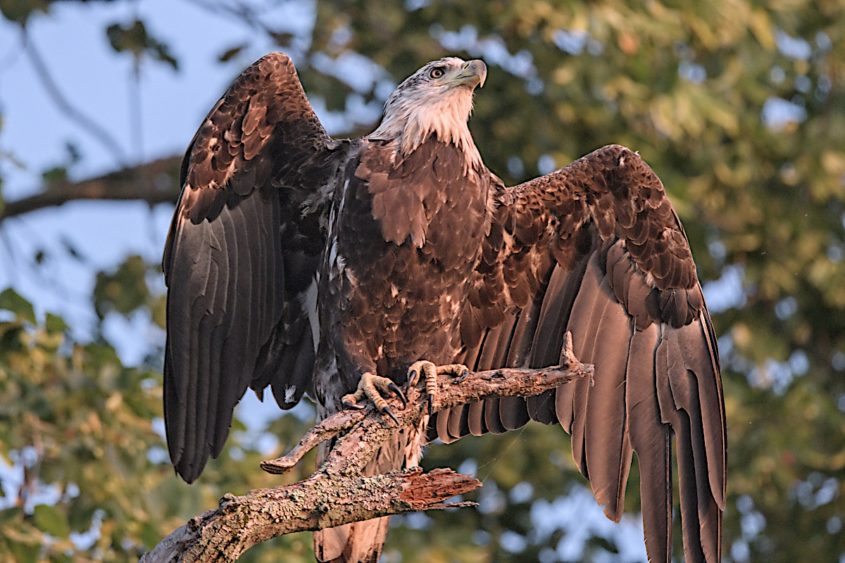 Summer Mornings on the Hudson 63