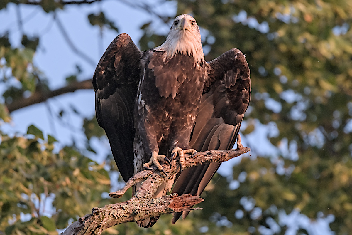 Summer Mornings on the Hudson 64